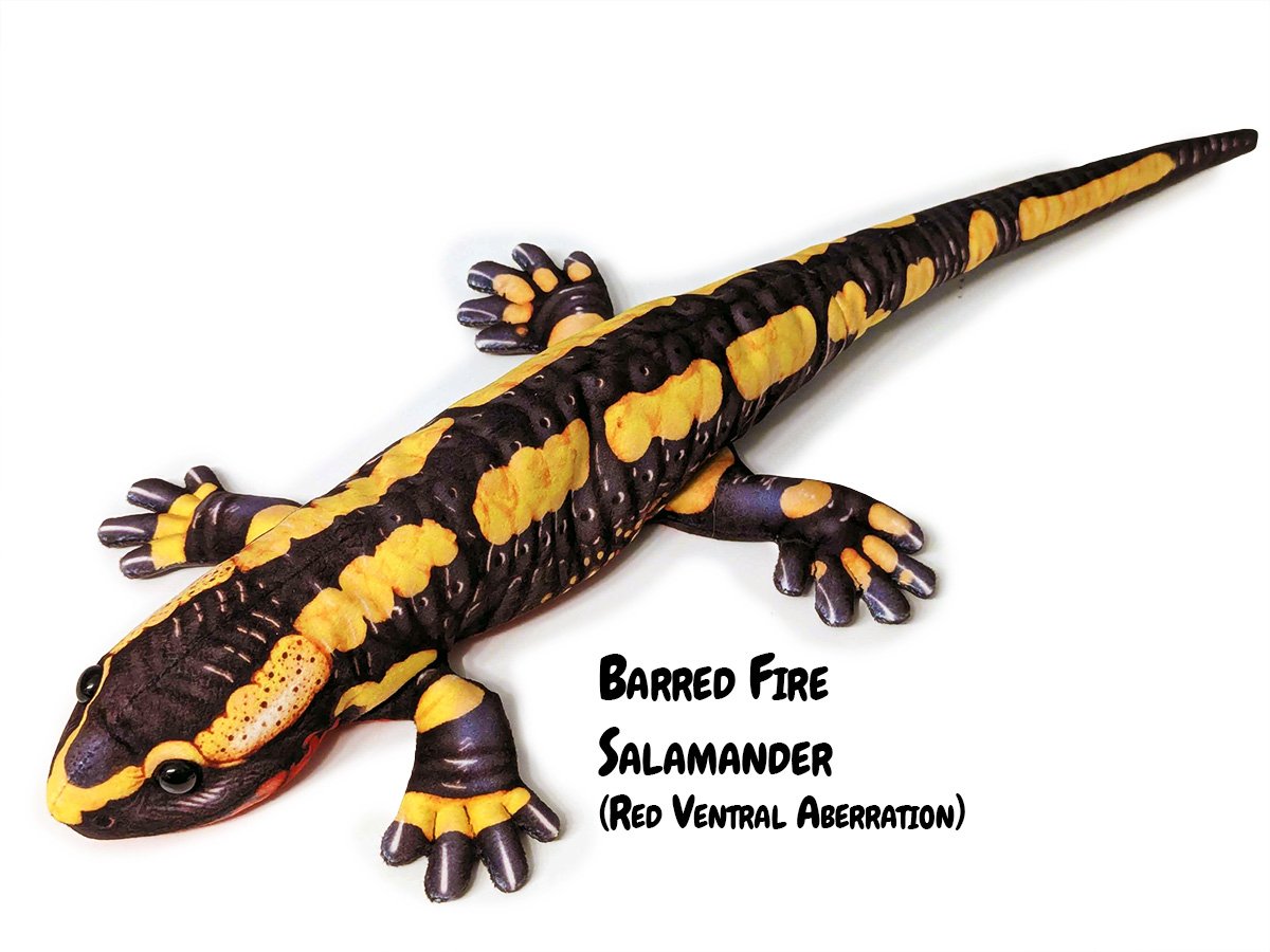 Salamandra Species — PALÆOPLUSHIES